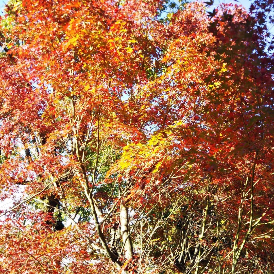 橋本かずまささんのインスタグラム写真 - (橋本かずまさInstagram)「今日も素晴らしい秋晴れでした。 終日地元大東市・四條畷市で活動を行いました。 ご近所の四條畷神社にもお参りをしてきました。 紅葉が深まってきています。 静かな境内で手を合わせると心が落ち着きました。  #大阪府 #四條畷市 #四條畷神社  #OSAKAミュージアム #楠正行 #小楠公 #紅葉 #秋晴れ」11月24日 22時14分 - kazumasa.hashimoto