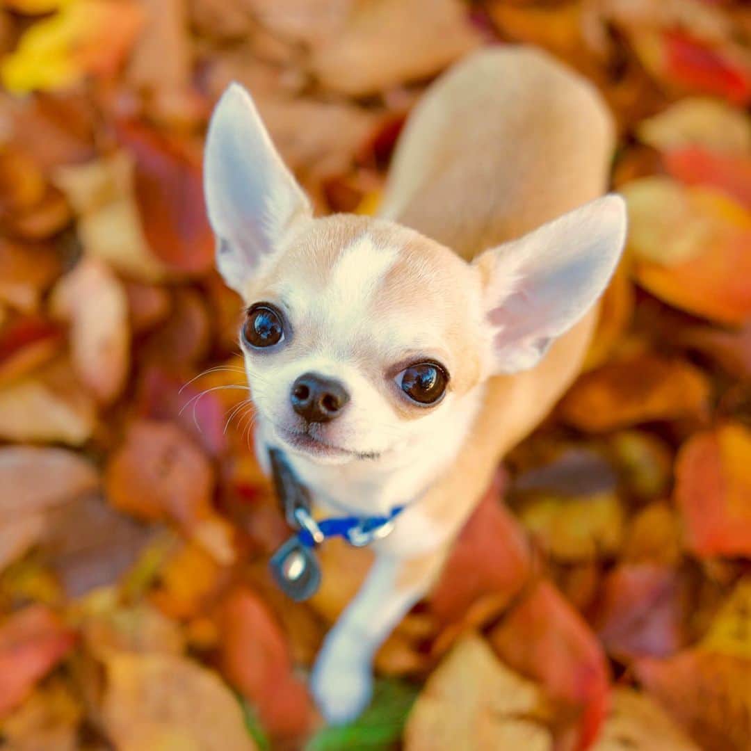 Kiyoのインスタグラム：「♔ Miko ♔ 落ち葉とミコ🍂 ミコもとっても可愛いお顔をしてくれました❤️ ♔ #puppy#puppies#puppiesofinstagram#dog#dogs#dogsofinstagram#dogstagram#doglover#dogsofinstaworld#dog_features#instadog#instagramdogs#ilovemydog#chihuahua#chihuahuasofinstagram#chihuahualove#chihuahualife#dogsofbark#weeklyfluff#barked#animalsco#IGersJP#instagramjapan#todayswanko#pecoいぬ部#チワワ部#チワワ#スムチー#decocoの子はみんな可愛すぎる ♔」
