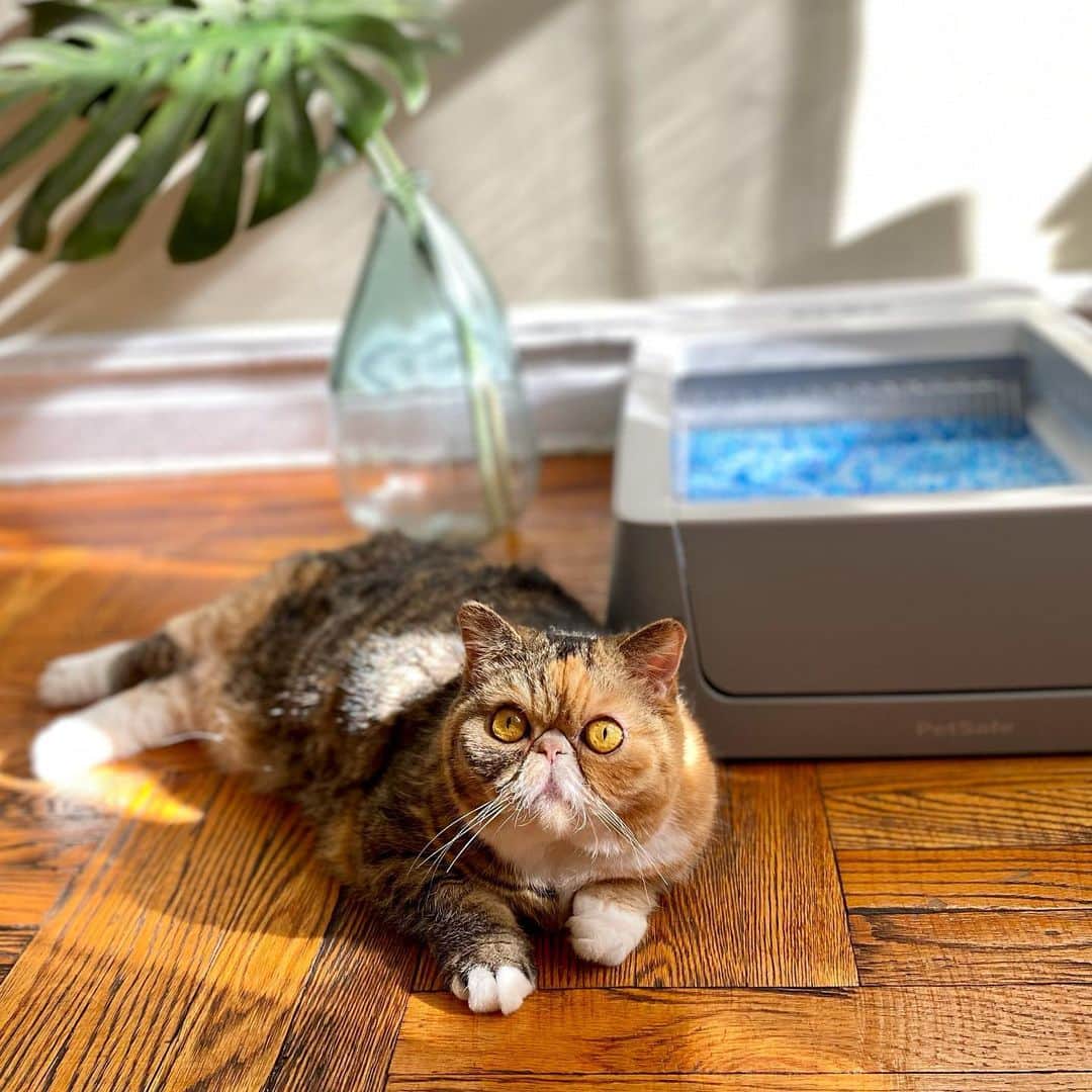 Tinaのインスタグラム：「#Ad Wheezy is is living her best life because she never has to cover her 💩 again with PetSafe®  ScoopFree Smart Self-Cleaning Litter Box!😻The @petsafe ScoopFree Smart Self-Cleaning Litter Box will automatically rake away waste, so you don’t have to touch it, see it or smell it! Plus the new WiFi enabled Litter Box feature will allow you to connect to the My PetSafe® app and monitor your cat’s health from anywhere.♥️ #LiveScoopFree」