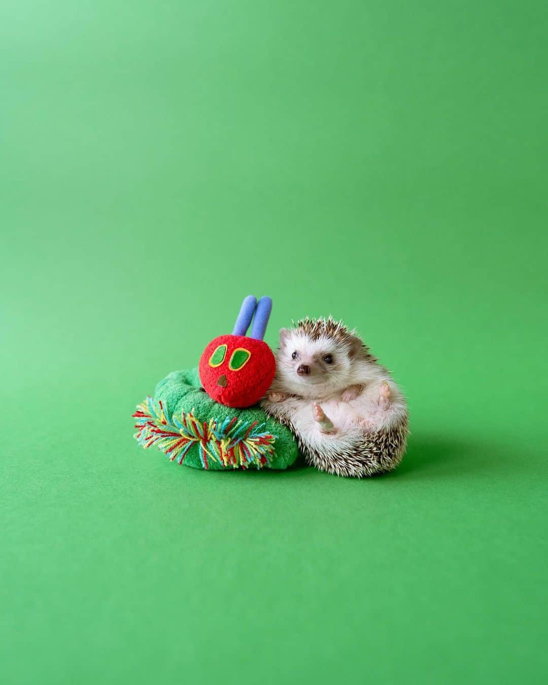 ダーシーのインスタグラム：「We are hungry🦔🐛💚  ねぇ、ひとくちたべていい🐨❓  ①Koala ②Matthew 6.30.2018 ③Darcy 11.16.2013」