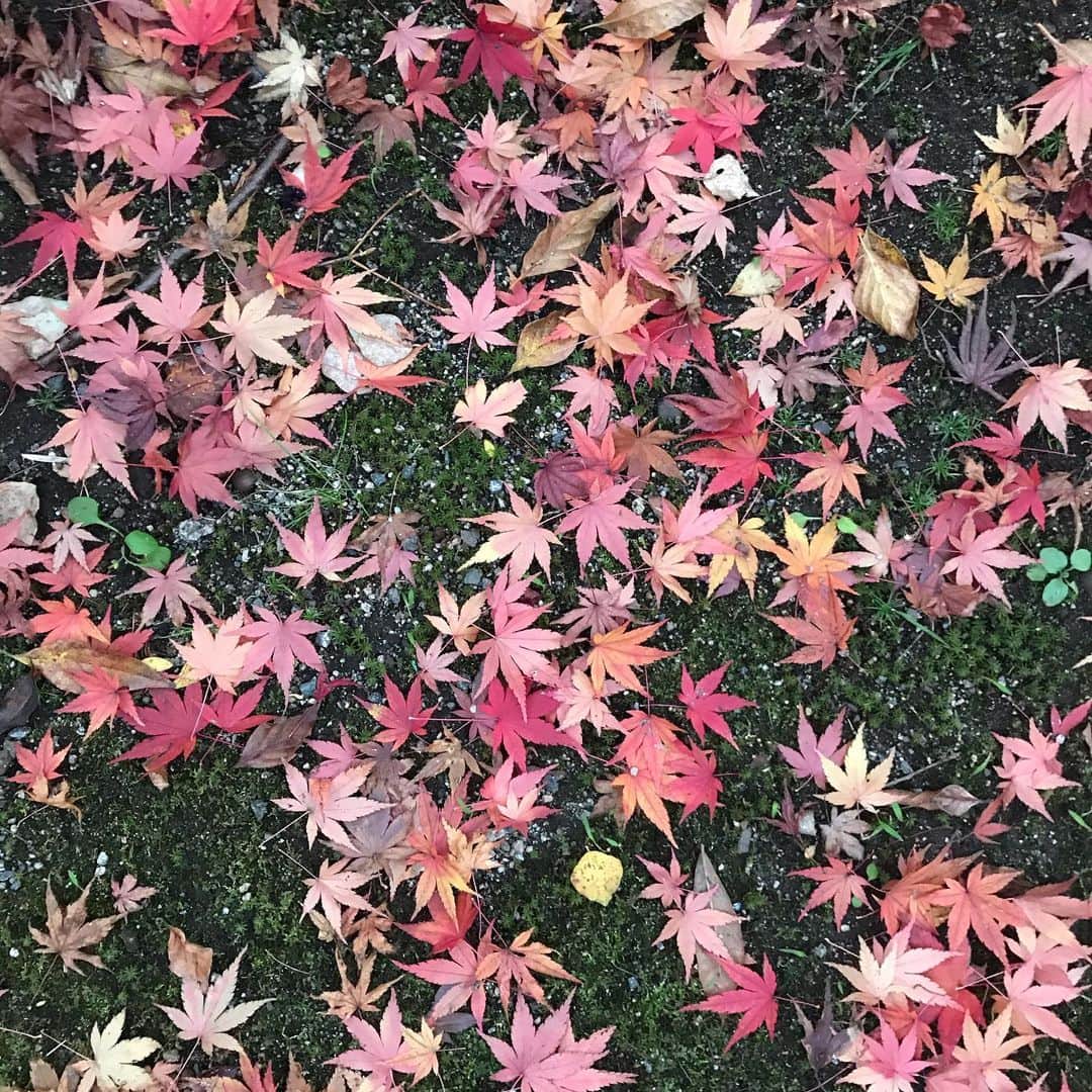 久保りささんのインスタグラム写真 - (久保りさInstagram)「Enjoyed the beautiful autumn in #Japan , winter is coming...  #noedit #nofilter #autumn」11月24日 22時30分 - lissa_kubo