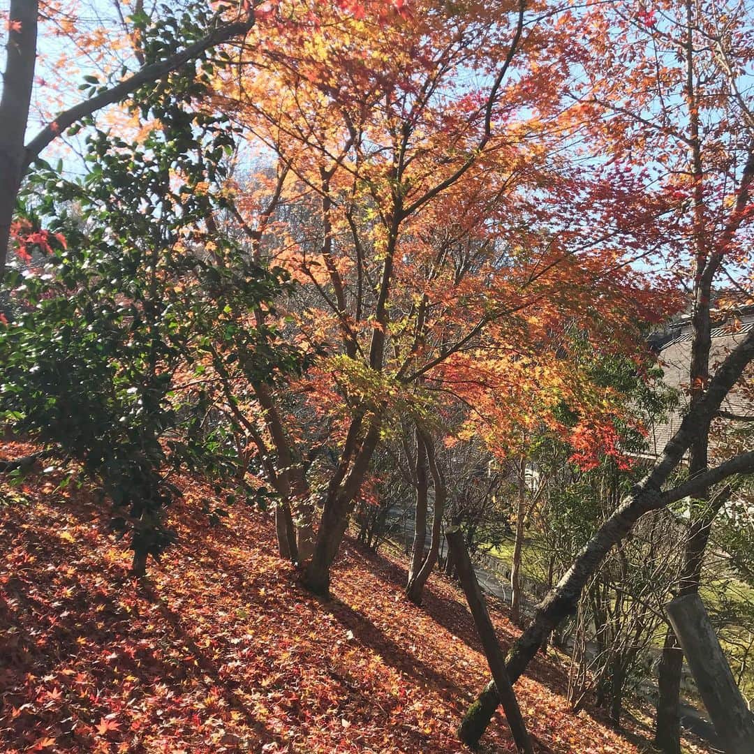 久保りささんのインスタグラム写真 - (久保りさInstagram)「Enjoyed the beautiful autumn in #Japan , winter is coming...  #noedit #nofilter #autumn」11月24日 22時30分 - lissa_kubo