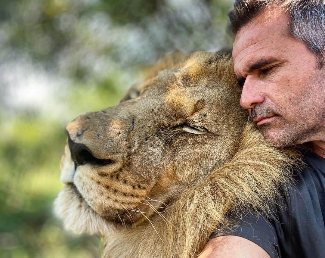 Kevin Richardson LionWhisperer さんのインスタグラム写真 - (Kevin Richardson LionWhisperer Instagram)「He has a reputation for being quite the grump but truthfully it’s just zero tolerance for anyone or thing that comes into his personal space. He likes who he likes. I get that. We’ve known each other for 13 years on Friday. Wow 🤩 THIRTEEN YEARS!! Can’t believe I’m saying that! What an adventure it’s been Bobcat! I truly do get you! Like people there are just certain animals you click and identify with.」11月24日 22時45分 - lionwhisperersa