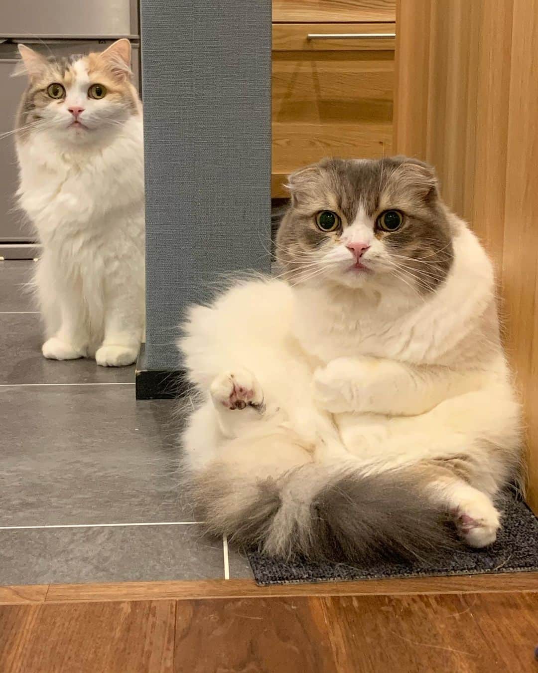 のインスタグラム：「こまそら koma&sora🐾 2020.11.24  . こま 小さくなってる⁈😳 . . #ちっちゃい詐欺 . #みんねこ #peco #ペコねこ部   #スコティッシュフォールド #scottishfold#neko#cute#cat#ねこ#猫 #ネコ#meow #catstagram#catsofinstagram #instagram #cats_of_instagram #kitty  #もふもふ #kawaii #adorable #fllufycat #bestmeow #bestcats_oftheworld」