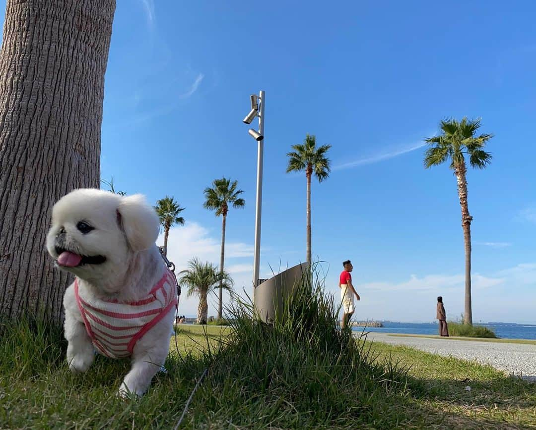 こなつのインスタグラム：「ビーチ沿いをおさんぽにーず🐶💕🌴✨🤙」