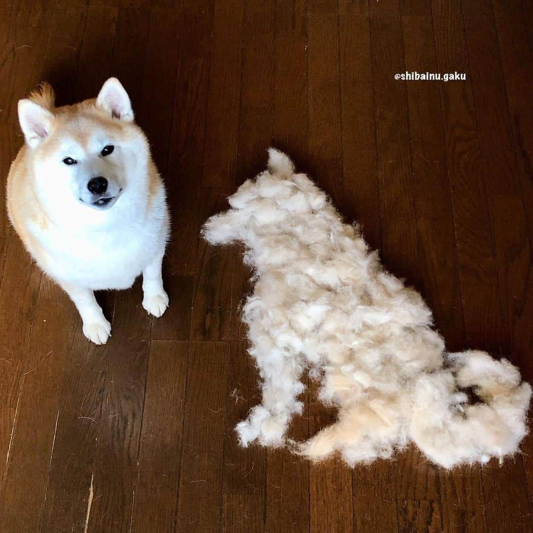 8crapさんのインスタグラム写真 - (8crapInstagram)「He looks so proud of his fluffy creation - 📷 @shibainu.gaku - #barked #dog #doggo #ShibaInu #Shiba」11月24日 23時00分 - barked