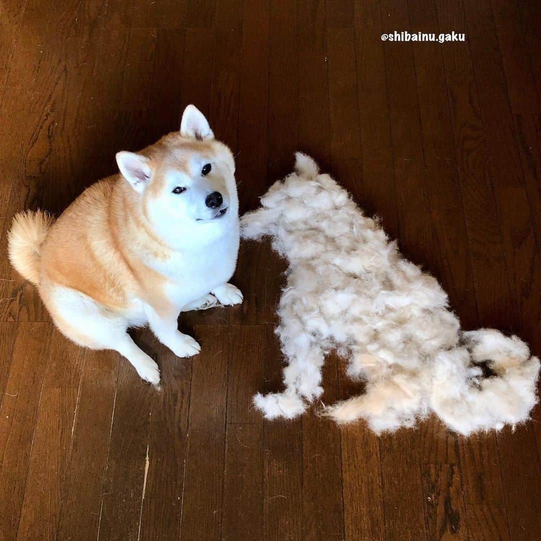 8crapさんのインスタグラム写真 - (8crapInstagram)「He looks so proud of his fluffy creation - 📷 @shibainu.gaku - #barked #dog #doggo #ShibaInu #Shiba」11月24日 23時00分 - barked