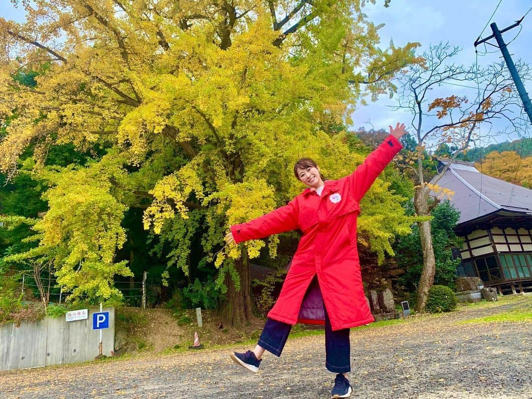 山崎聡子さんのインスタグラム写真 - (山崎聡子Instagram)「きょうから#ヨジデス #福島いいね旅 は、 わたしが担当する中通り編がスタート🚗  今回は「国見町」を旅しています☺️  写真は、龍雲寺の大イチョウ✨ あす以降もご覧頂けたら嬉しいです🌈  #国見町 #ぶらり旅 #龍雲寺 #大銀杏 #イチョウ #紅葉 #紅葉狩り #ヨジデス」11月24日 23時26分 - 310puu