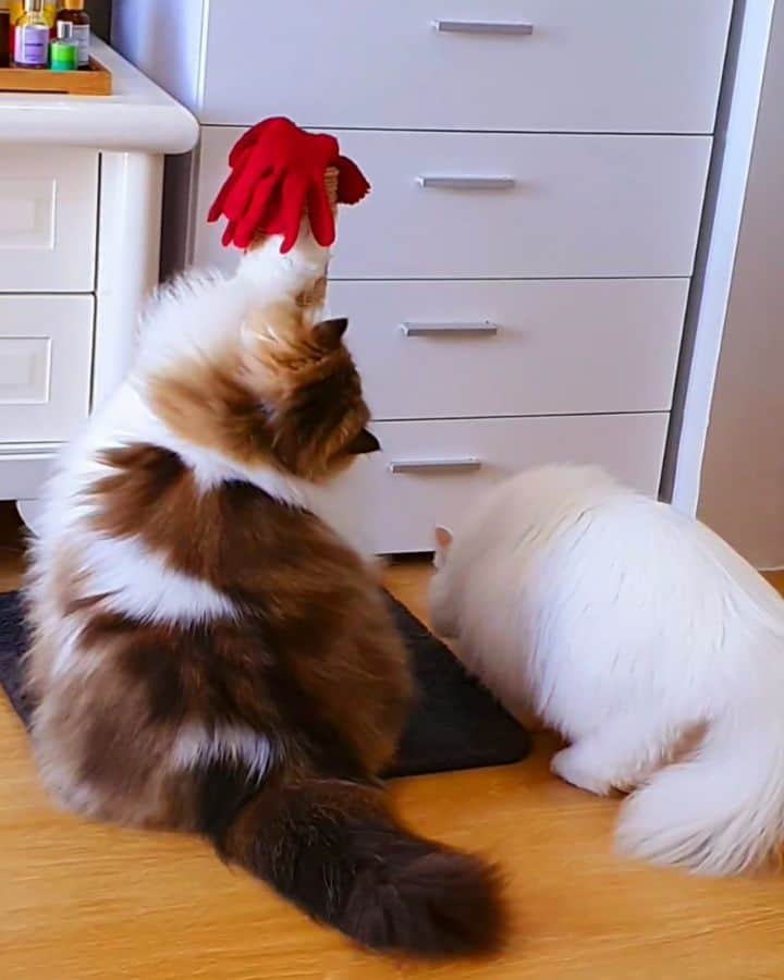 Kenshin & Chloeyのインスタグラム：「😈 annoying my sisfur haha 🤪😸 #catslap」