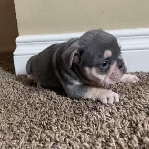 Oprahnbooのインスタグラム：「Lilac tri male that carries creeam. #dogoftheday #frenchbulldogs  #male #dogoftheworld #doglovers #dogtheday #loveit #likeit #tag #shate」
