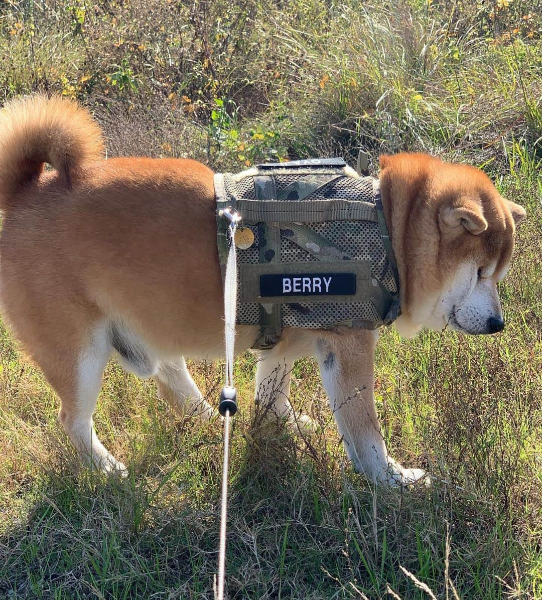 shibainu berryさんのインスタグラム写真 - (shibainu berryInstagram)「Berry looks like an Akitainu🐻😂 「秋田犬」と言われても否定はできないだろう😂(ぺこぱ風) #❤️迷子犬の掲示板四国 @maigo_dog_shikoku #めざせ迷子犬ゼロ👌 #柴犬 #べりやん #べりむく #多頭飼い #徳島 #berry #shiba #shibainu  #shibainumania #shibastagram #instashiba #ぷにっと部 #口角キュキュッと部  #チーム俺様 →部員絶賛募集中 #shiba_snap #proudshibas #west_dog_japan #サンデイ #instagramjapan #ふわもこ部 #pecoいぬ部 #pecotv #buzzfeedanimals #dogsofinstagram #9gag  @9gag @barked」11月24日 23時30分 - shibainu.berry