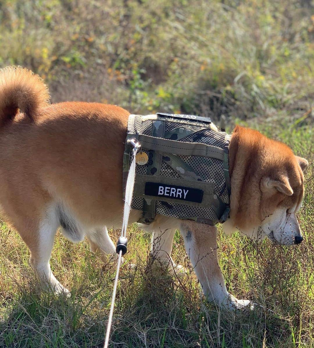 shibainu berryさんのインスタグラム写真 - (shibainu berryInstagram)「Berry looks like an Akitainu🐻😂 「秋田犬」と言われても否定はできないだろう😂(ぺこぱ風) #❤️迷子犬の掲示板四国 @maigo_dog_shikoku #めざせ迷子犬ゼロ👌 #柴犬 #べりやん #べりむく #多頭飼い #徳島 #berry #shiba #shibainu  #shibainumania #shibastagram #instashiba #ぷにっと部 #口角キュキュッと部  #チーム俺様 →部員絶賛募集中 #shiba_snap #proudshibas #west_dog_japan #サンデイ #instagramjapan #ふわもこ部 #pecoいぬ部 #pecotv #buzzfeedanimals #dogsofinstagram #9gag  @9gag @barked」11月24日 23時30分 - shibainu.berry