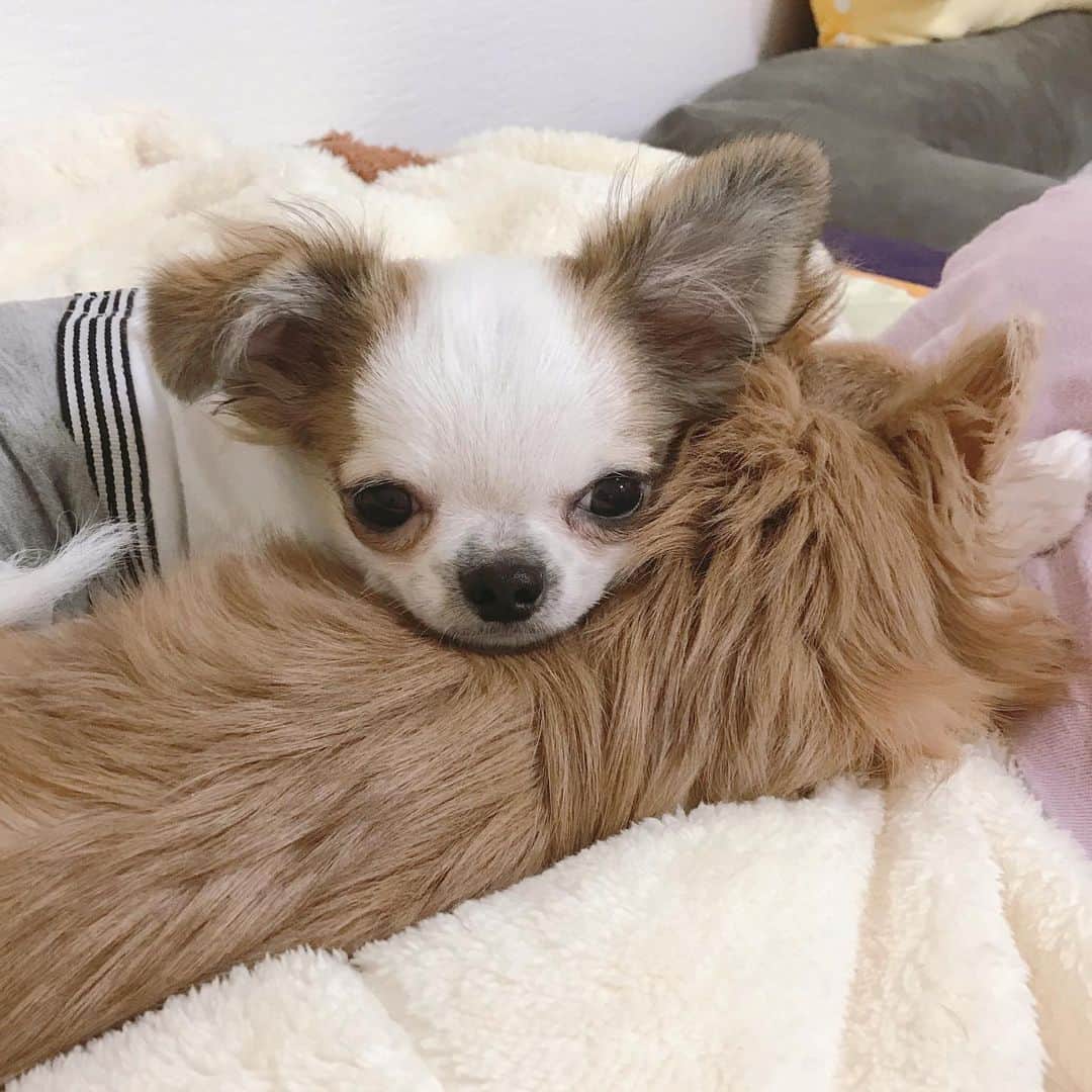 ∞maki∞??????さんのインスタグラム写真 - (∞maki∞??????Instagram)「2020.11.24 フワ♡ツム♡ ・ ・ ・ ・ 寝てるフワにあごのせて おやすみなさ〜い😪💤 ・ ・ ・ ・ #なんだかんだで幸せな末っ子ツム😆💕 #優しいフワ😌💓#ネムネムツム💓#dog#Chihuahua#Chihuahualove#Chihuahualife#instaChihuahua#IGersJP#all_dog_japan#happy#cute#love#犬#愛犬#イヌスタグラム#ちわすたぐらむ#チワワ#ロングコートチワワ#多頭飼い#可愛い#癒し#幸せ#Goodnight#おやすみ#ツムハゲ期#ﾌﾜﾂﾑ」11月24日 23時31分 - maki_dfpso