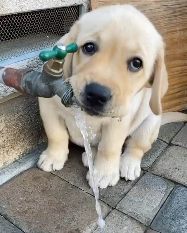 The Critter Havenのインスタグラム：「Thirsty Video by @walter.yonemura  #TheCritterHaven」