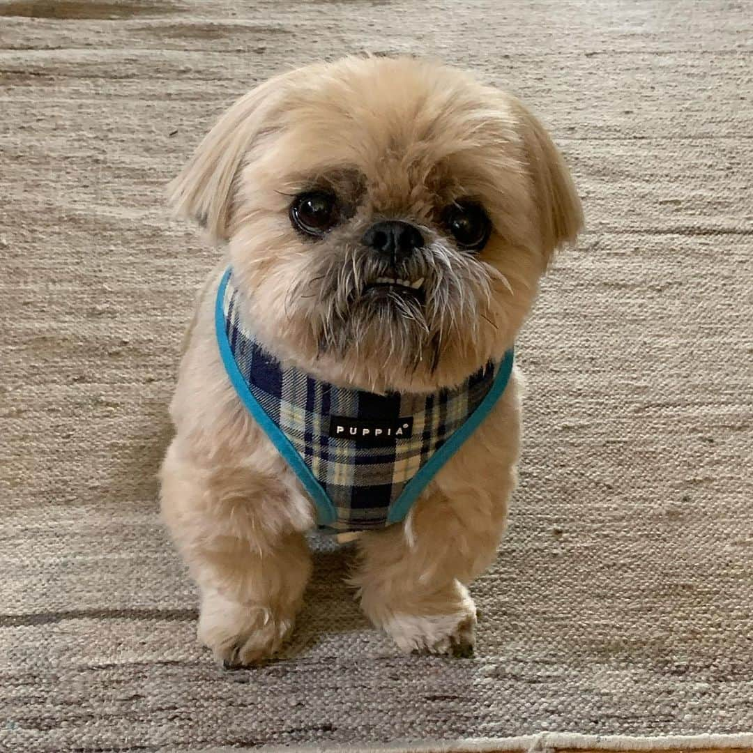 Dougie the Shih Tzuさんのインスタグラム写真 - (Dougie the Shih TzuInstagram)「Snaggle.」11月24日 23時59分 - dailydougie