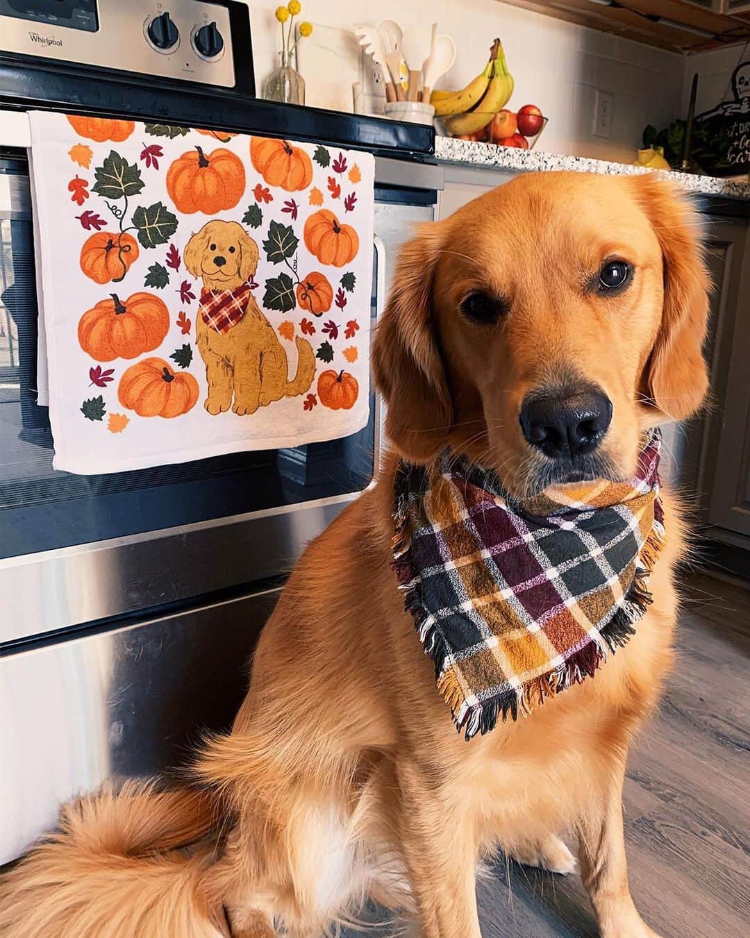 ロック&リパブリックのインスタグラム：「This fall is looking extra golden. 🐾🍁 Tap to shop home decor. 📸 @thegoldiemac #Kohls」