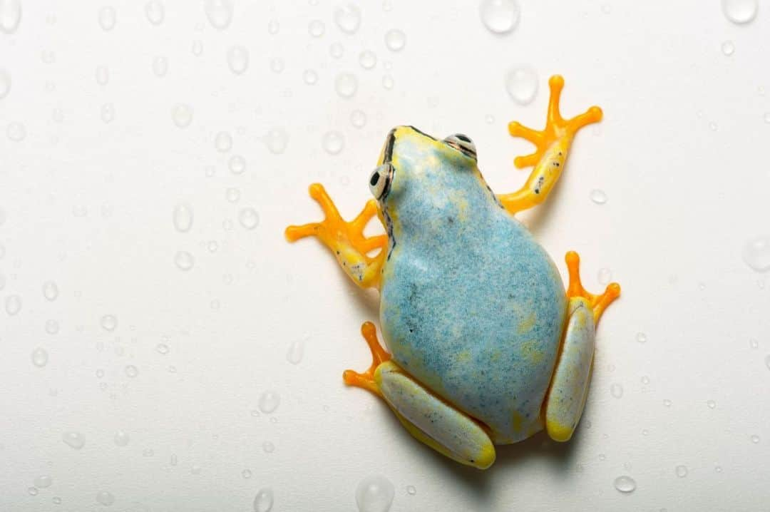 Joel Sartoreさんのインスタグラム写真 - (Joel SartoreInstagram)「Found on the east coast of Madagascar, the Madagascar reed frog is common in savanna-like and deforested habitats. Males are often spotted resting near the edge of shallow ponds and swamps, while females rest on nearby leaves above or near the water. This close proximity to the water gives the frogs an easy escape route should a predator appear - they simply dive into the water and disappear from view. Photo taken @zooplzen. #frog #reedfrog #madagascar #amphibian #colorful #water #PhotoArk #savetogether」11月25日 0時12分 - joelsartore