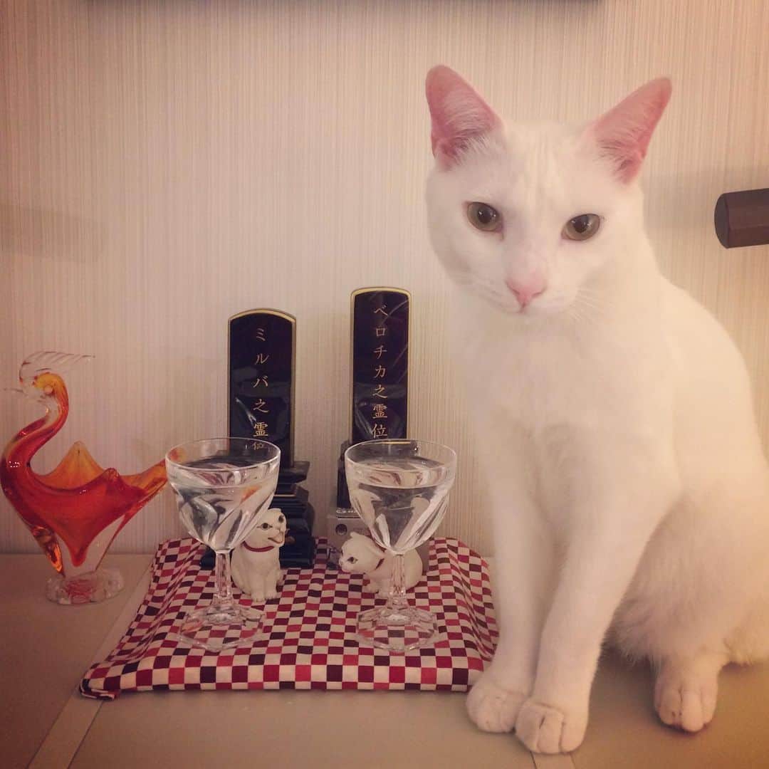 岡田屋鉄蔵のインスタグラム：「今日はべ様一周忌。 べ様との別れで縁が繋がったナブさん。初めて見た時はそっくりで驚いたが、少しずつ個性が出て表情や仕草癖は全然違うなあと思うようになりました。が、偶に え？べ様？ってなるのは時々帰って来てるからかなとか。」