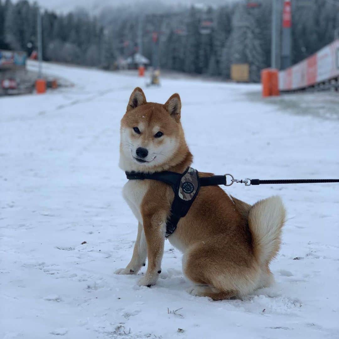 ドゥシャン・ラヨビッチのインスタグラム：「@rio_the_shiba_inu」