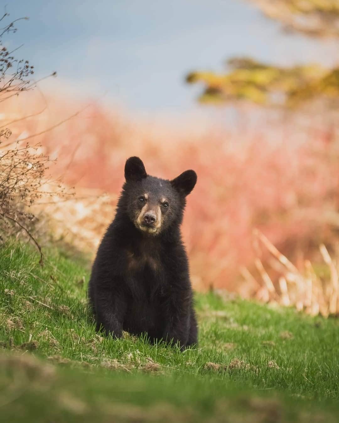 のインスタグラム：「If they aren’t already snoozing peacefully, most of the bears in Canada will be starting to snuggle down to hibernate for the winter months - but we couldn’t resist sharing this adorable snap taken last year by @thierry_mx - what a cutie! 🐻 #ExploreCanada #CanadaNice ⁠ ⁠ Remember: If you do see a bear out in the wild, please do not approach it. Remain calm, speak firmly, make yourself appear big and back away slowly. ⁠ ⁠ *Know before you go! Check the most up-to-date travel restrictions and border closures before planning your trip and if you're travelling in Canada, download the COVID Alert app to your mobile device.*⁠ ⁠ 📷: @thierry_mx⁠ 📍: @tourismequebec⁠ ⁠ #BonjourQuebec⁠」