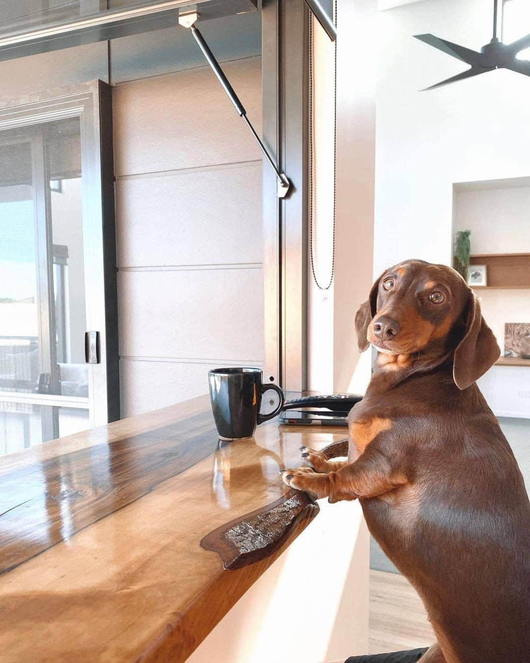 8crapさんのインスタグラム写真 - (8crapInstagram)「Don’t talk to me before I hab my morning coffee - 📷 @twosnaggies - #barked #dog #doggo #Dachshund」11月25日 1時00分 - barked