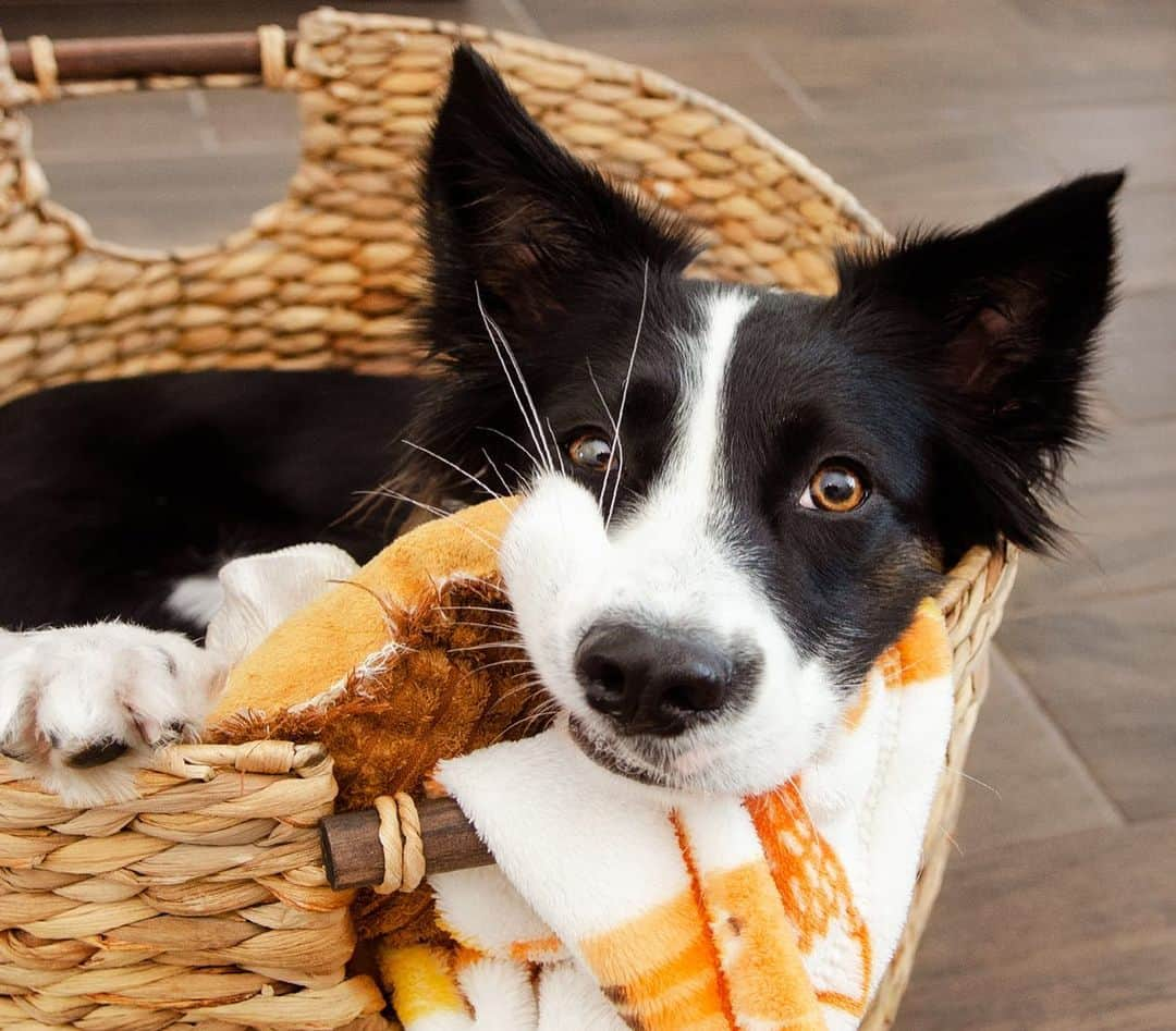 Jazzy Cooper Fostersさんのインスタグラム写真 - (Jazzy Cooper FostersInstagram)「Phoebe loves her “new” basket. (Hand-me-down from BB) 🤫」11月25日 1時42分 - bordernerd