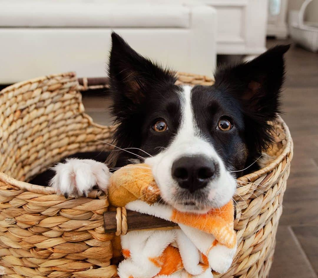 Jazzy Cooper Fostersさんのインスタグラム写真 - (Jazzy Cooper FostersInstagram)「Phoebe loves her “new” basket. (Hand-me-down from BB) 🤫」11月25日 1時42分 - bordernerd