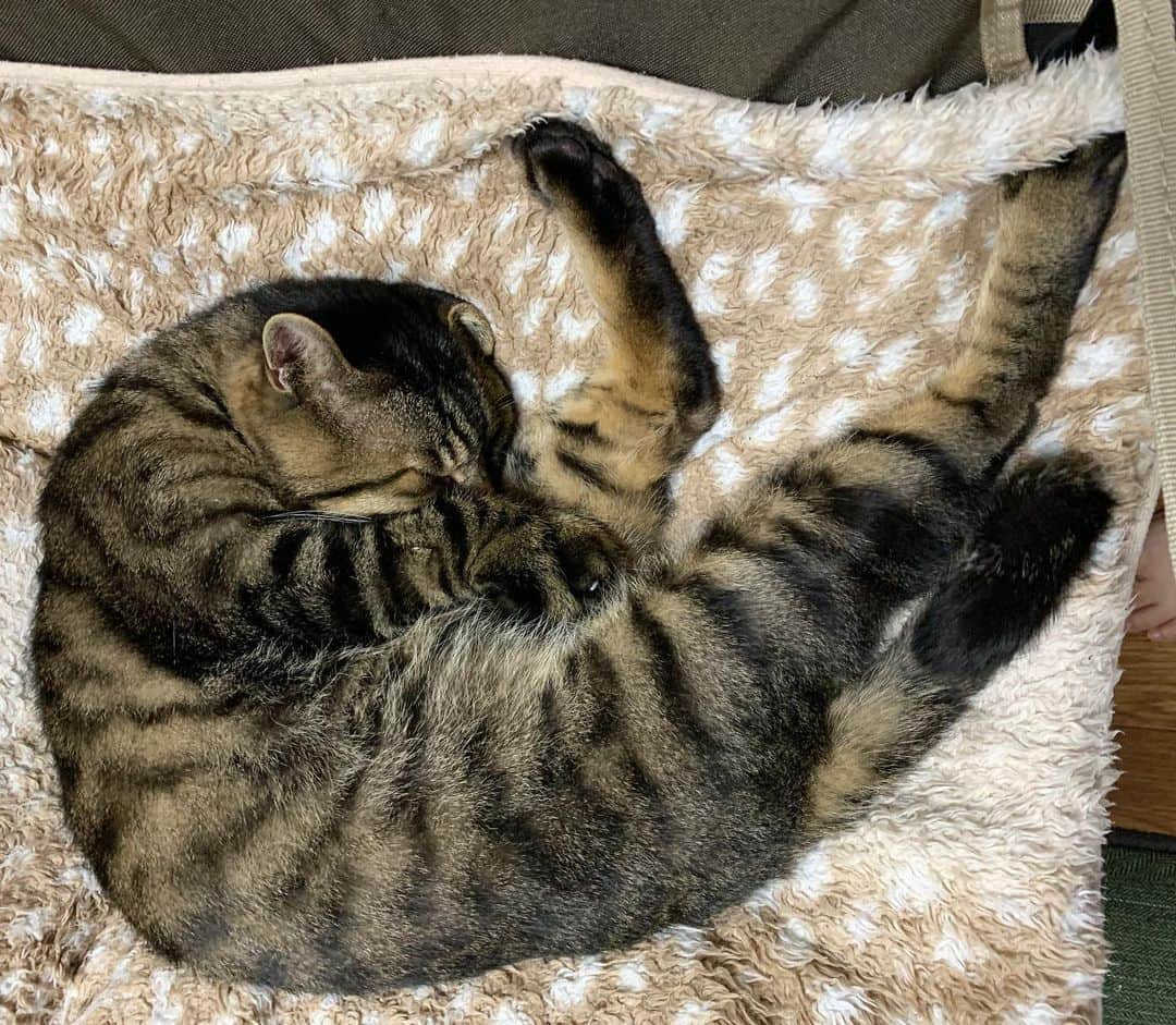 Musashiさんのインスタグラム写真 - (MusashiInstagram)「夜ムサシ。折れ耳おやすみ。Nighty night. #musashi #mck #cat #キジトラ #ムサシさん #ねこすたぐらむ #とろねこチャレンジ #musashi_the_cat」11月25日 2時03分 - _daisy