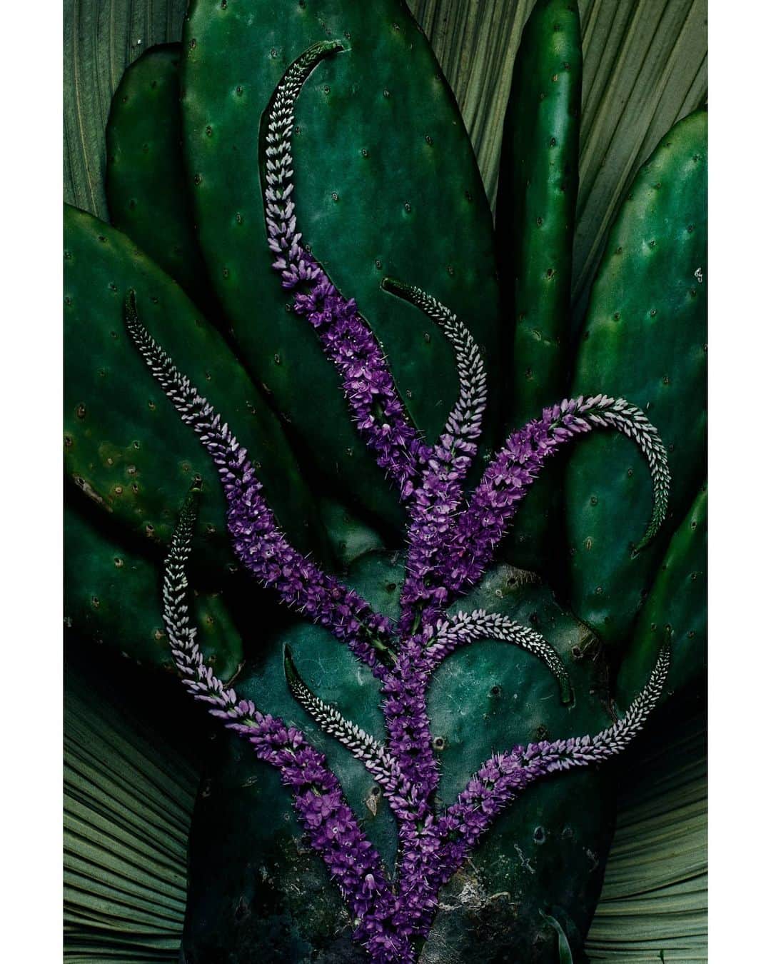マリオ・テスティーノのインスタグラム：「FLOWERS MEXICO OPUNTIA CACTUS, WASHINGTONIA PALM AND VERONICA _ FLORES MÉXICO OPUNTIA, PALMA WASHINGTON Y VERÓNICA  #ABeautifulWorld #Mexico🇲🇽 #MarioTestino」