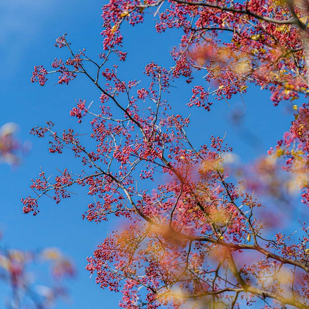 ニューヨーク植物園のインスタグラム：「The textures and shapes of late fall emerge as the season winds its way toward winter. . Chinese-pepper berries stand bright red against clear blue skies, while nodding blades of Hakone grass create interest in the Perennial Garden. And along Stone Mill Road, the last fan-shaped leaves of our 'Pendula' ginkgo add a touch of sunny color to a relaxing walk through our 250 acres. . #Zanthoxylum simulans  #Hakonechloa macra 'Albovariegata'  #Ginkgo biloba 'Pendula' . #plantlove #AllInNYC」