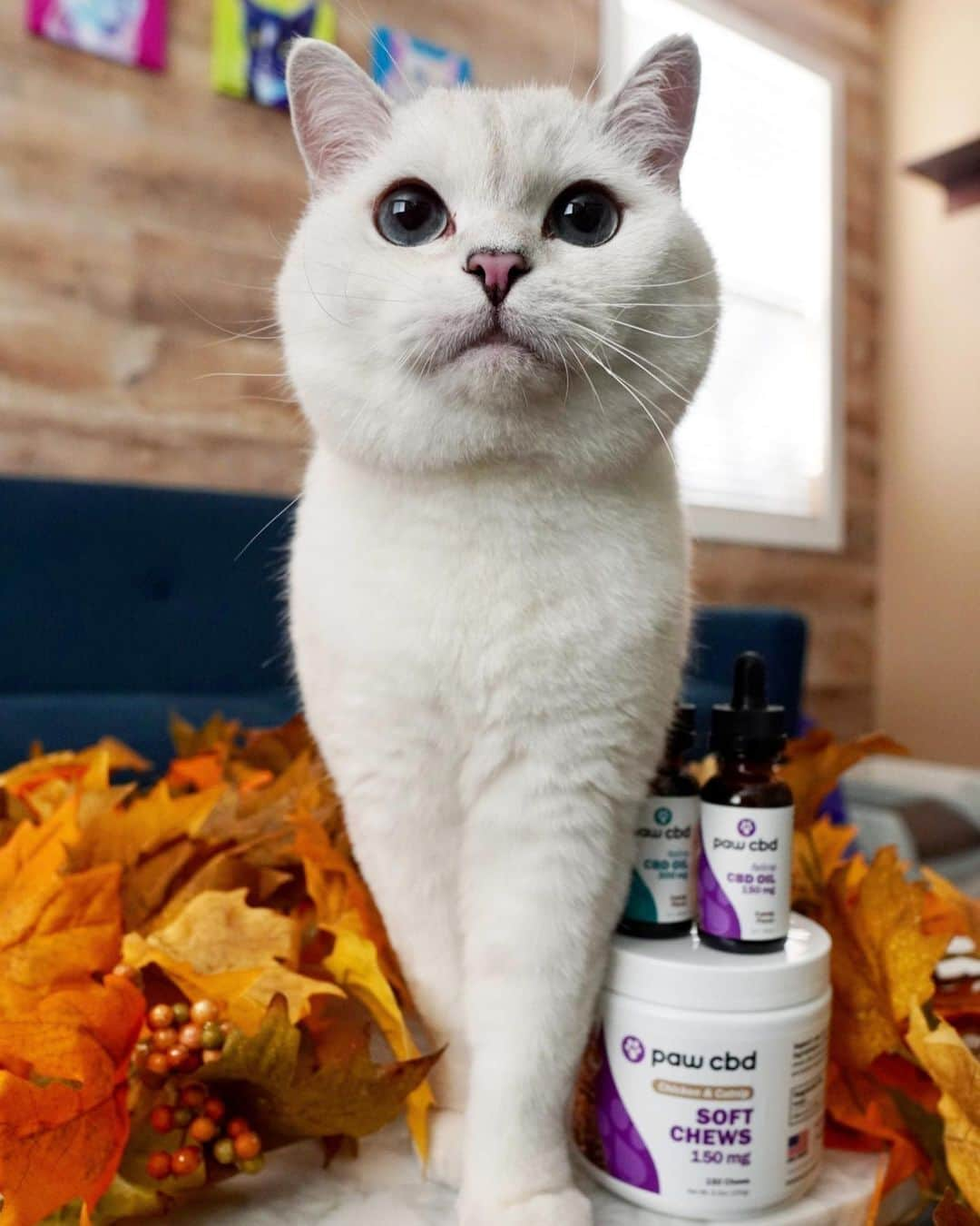 ミスター・ホワイトさんのインスタグラム写真 - (ミスター・ホワイトInstagram)「The holidays invite extended family to share meals together and that can be stressful for some kitties. @pawcbd helps me find my inner zen during stressful moments. Save 30% off your entire cart from Nov. 20th- 21st when you add any tincture to your cart and use code TINCTURE (works for both Paw and cbdMD). Link in bio to shop! #ad #cbdoil」11月21日 5時48分 - white_coffee_cat