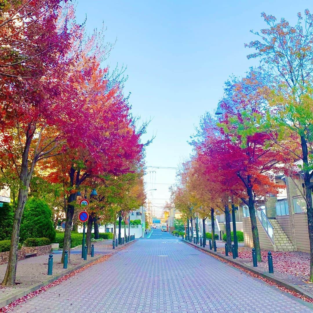 結城さなえさんのインスタグラム写真 - (結城さなえInstagram)「紅葉🍁 夏が終わって少し寂しい気持ちを、華やかな葉っぱたちがふわっとあげてくれました✨👏🏻 秋もやっぱり素敵ですね❤︎ ありがとうありがとう。  #秋 #紅葉 #葉っぱ #強い風　で #はらはらと散る のも #素敵 #autumn  #november  #2020 #colors  #red #yellow  #green #leaf」11月20日 21時35分 - yuukisanae