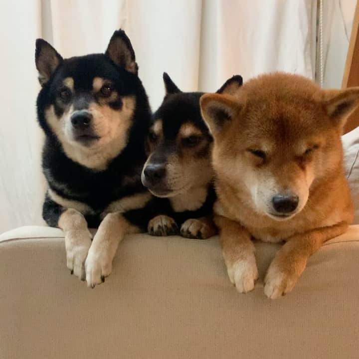 yu matsuのインスタグラム：「赤ちゃん眠たい　  #柴犬 おじさん達」