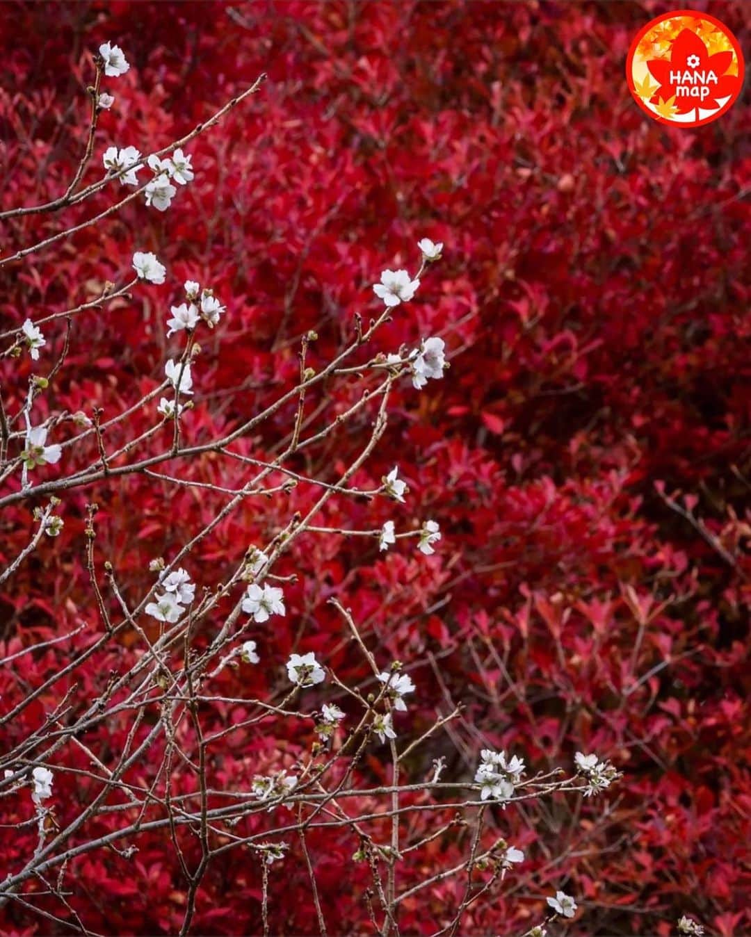 はなまっぷ❁日本の花風景さんのインスタグラム写真 - (はなまっぷ❁日本の花風景Instagram)「🍂🍁はなまっぷの紅葉まつり🍁🍂 * @sken02 さんの 紅葉に花まるを💮 * 色とりどりに染まる美しい日本の秋をありがとうございます😊🍁🍂 * 群馬　#桜山公園 Sakurayama Park, GunmaPref. * 見頃を過ぎている場所もご紹介しています。 お出かけの際はHP等で最新の情報をご確認くださいね🙏🍁 * 🍁•••🍂•••🍁•••🍂•••🍁•••🍂 * 🍂🍁はなまっぷの紅葉まつり🍁🍂 〜紅葉の季節が終わる頃まで #はなまっぷ  のタグの中から、紅葉のお写真をご紹介させていただきます。期間中はランダムに、複数枚投稿でもご紹介させていただく場合がございます。 * #秋#紅葉#風景#はなまっぷ」11月20日 21時44分 - hanamap