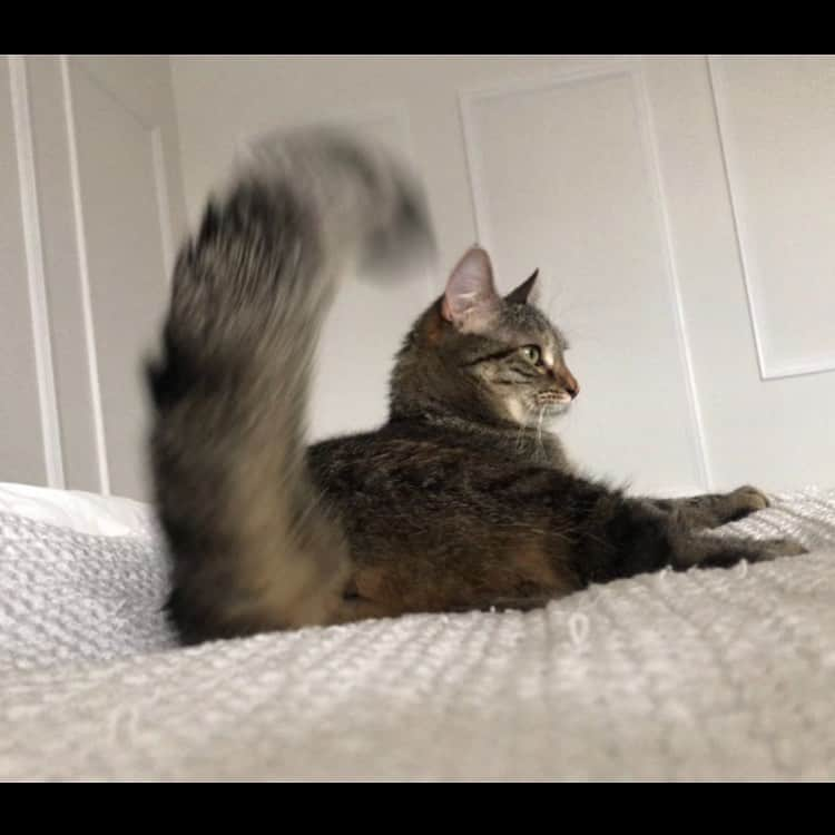 リッキー・ジャーヴェイスさんのインスタグラム写真 - (リッキー・ジャーヴェイスInstagram)「Squirrel」11月20日 21時52分 - rickygervais