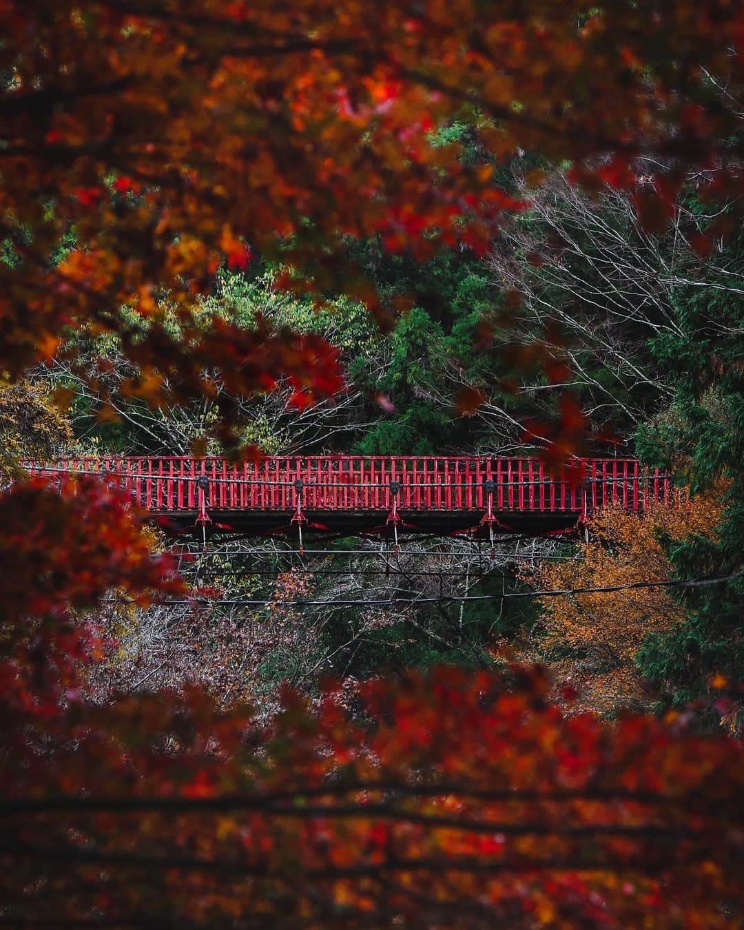s_shoheyのインスタグラム：「. 紅葉続きます🍁 .」