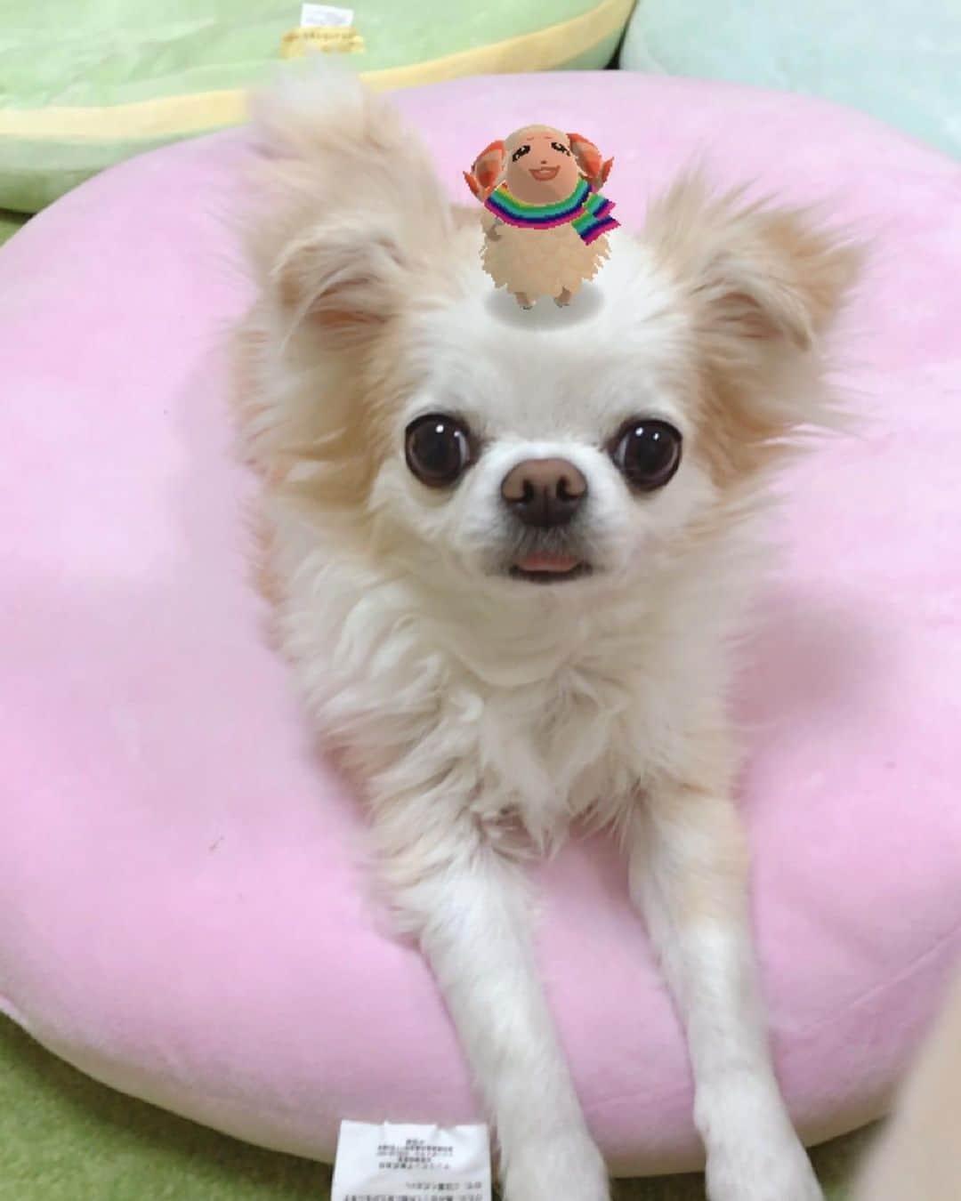 ∞maki∞??????さんのインスタグラム写真 - (∞maki∞??????Instagram)「2020.11.20 ピノ♡オミ♡ ・ ・ ・ ・ ちゃちゃまるとピノ&オミ😆💓✨ ・ ・ ・ ・ おやすみなさ〜い😪💤 ・ ・ ・ #どうぶつの森#ポケットキャンプ#ARカメラ #ちゃちゃまる#ポケットキャンプ新機能 #dog#Chihuahua#Chihuahualove#Chihuahualife#instaChihuahua#photooftheday#IGersJP#west_dog_japan#all_dog_japan#happy#cute#love#犬#ワンコ#わんこ#チワワ#ちわわ#ロングコートチワワ#ロンチー#多頭飼い#可愛い#幸せ#Goodnight#おやすみ#ﾋﾟﾉｵﾐ」11月20日 22時20分 - maki_dfpso