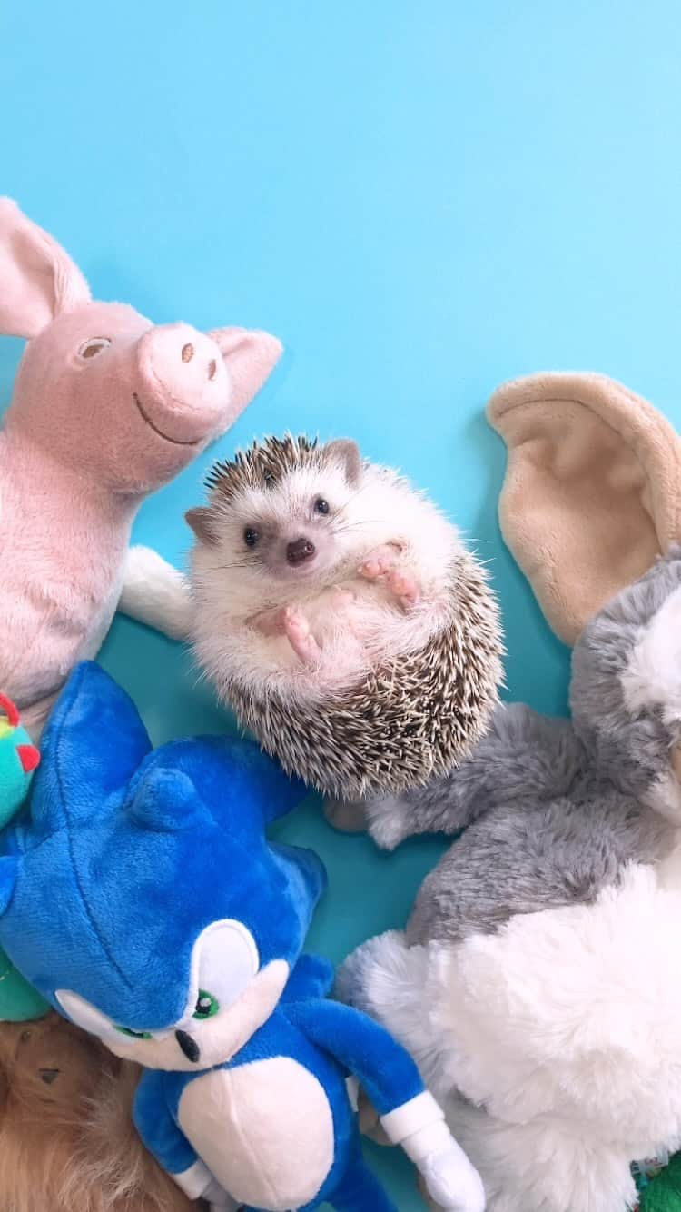 ダーシーのインスタグラム：「Please don’t let me go🧸💙✨  カレンダーお待たせしました🙏🏻 プロフィールのリンクからどうぞ🐨✨」