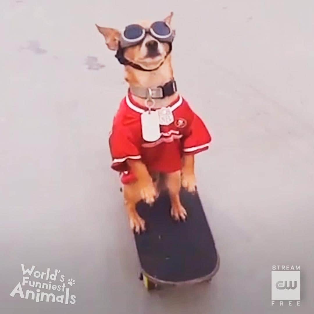 The CWさんのインスタグラム写真 - (The CWInstagram)「Let's roll. A new #WorldsFunniestAnimals airs tonight at 9/8c! Stream tomorrow free only on The CW.」11月20日 23時01分 - thecw