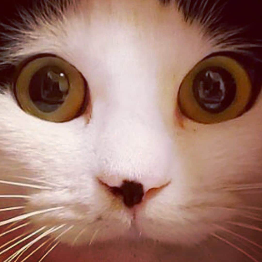 山口治樹さんのインスタグラム写真 - (山口治樹Instagram)「ブチ  #cat #gato #猫 #ネコ #ねこ #ねこすたぐらむ」11月20日 23時04分 - delpieroyh
