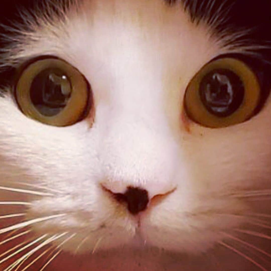 のインスタグラム：「ブチ  #cat #gato #猫 #ネコ #ねこ #ねこすたぐらむ」