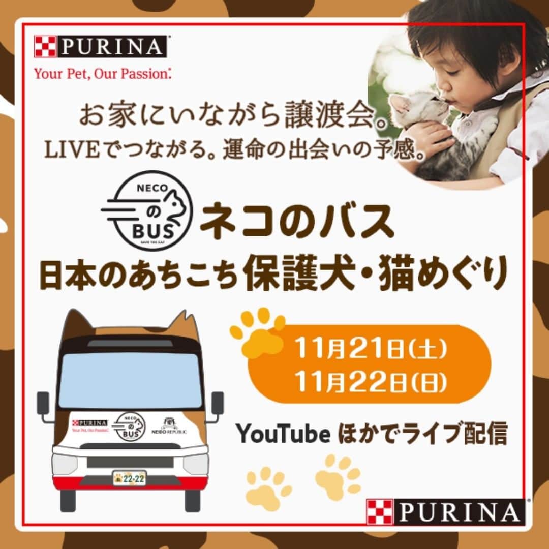 Purina Mon Petit Japanさんのインスタグラム写真 - (Purina Mon Petit JapanInstagram)「【イベントのお知らせ】オンライン譲渡会ライブ配信！！  「ネコのバス」オンライン譲渡会を開催します！ このオンライン譲渡会は、YouTubeなどのライブ配信を通して、 新しい家族を探している保護犬・保護猫をご紹介するオンライン配信番組です。  マイクロバスを丸ごと猫カフェ仕様にリノベーションした「ピュリナ ネコのバス」に中継をつないでバスの中から新しい家族を募集中の保護猫たちをご紹介したり、「ネコのバス」からの中継以外にもVTRで新しい家族を探している保護犬・猫をご紹介。 そのほか「インターペット愛知」から気になるブースをライブで突撃取材でご紹介します！  ぜひご覧ください！  ◆日程：11月21日㈯・22日㈰ 　 ◆ライブ配信時間  ○11月21日（予定） 第1部：11：00～11：30 第2部：13：00～13：30 第3部：14：00～14：30 第4部：15：00～15：30 第5部：16：00～16：30  ○11月22日㈰ 第1部：10：30～10：50 第2部：12：00～12：30 第3部：13：30～13：50 第4部：14：30～15：00 第5部：16：00～16：20  ◆視聴方法 YouTubeにて「ピュリナ公式チャンネル」を検索してご覧ください。 #ネコのバス　#ねこのバス #猫　#ねこ　#保護猫　#譲渡会　#イベント #里親募集　#にゃんすたぐらむ #ネコスタグラム　#ピュリナ #オンライン譲渡会」11月20日 23時17分 - monpetit_jp