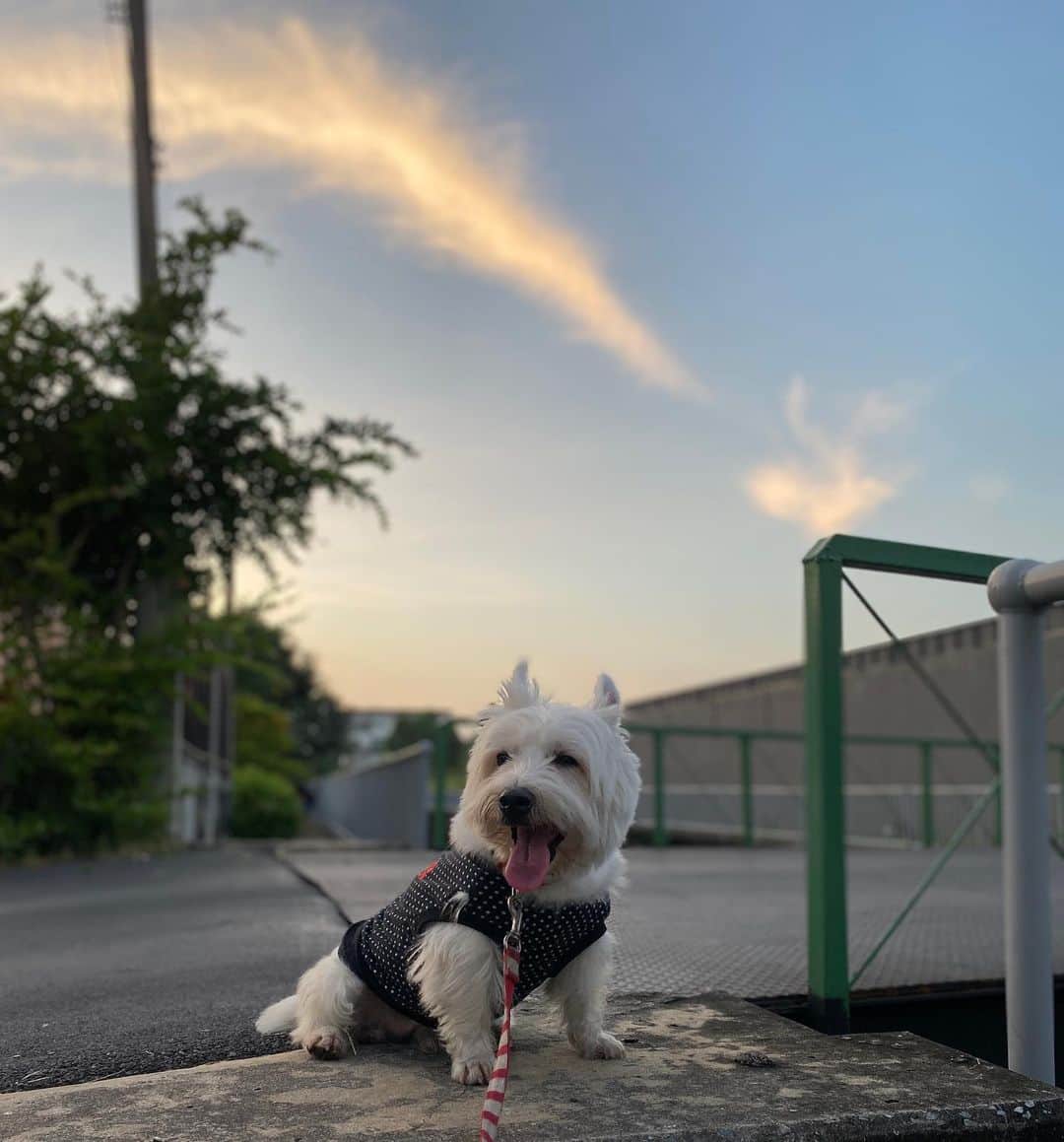 Hoykong&Plamuekのインスタグラム：「What a beautiful day 😊 #plamuek_westies」