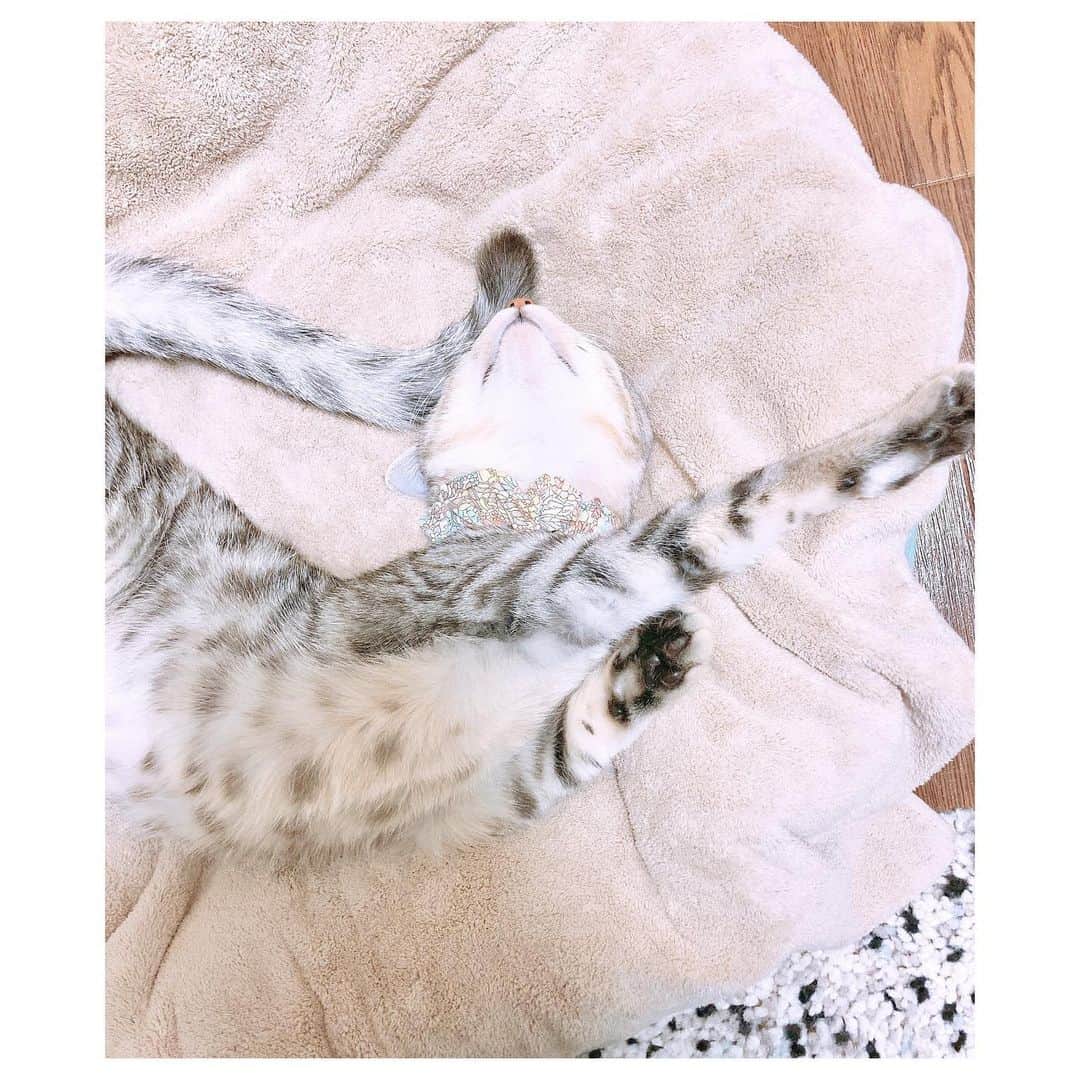キタキマユさんのインスタグラム写真 - (キタキマユInstagram)「昨日のしずくさんは、とても気持ちよさそうに寝ながら、空を飛んでいました🌈💖（笑）  しばらくしてからふと見てみると、今度は空で、必殺技を繰り広げていました😂💕  しゅわーーーっち🌈✨✨✨（笑）  しずく、かっこいいぞ〜😂💖（笑）  #しずく #保護猫 #拝啓ねこ様  #空を飛んでます  #からの必殺技  #しゅわっち 🌈✨✨✨ #私はこの体のカーブを必殺虹の架け橋と呼んでおります 😂💕 #しっぽと頭がくっついてハンドバッグみたいになってる👜✨ #やっと体重2キロ  #catstagram  #catlife  #kitakimayu #キタキマユ」11月20日 23時32分 - kitakimayu_official