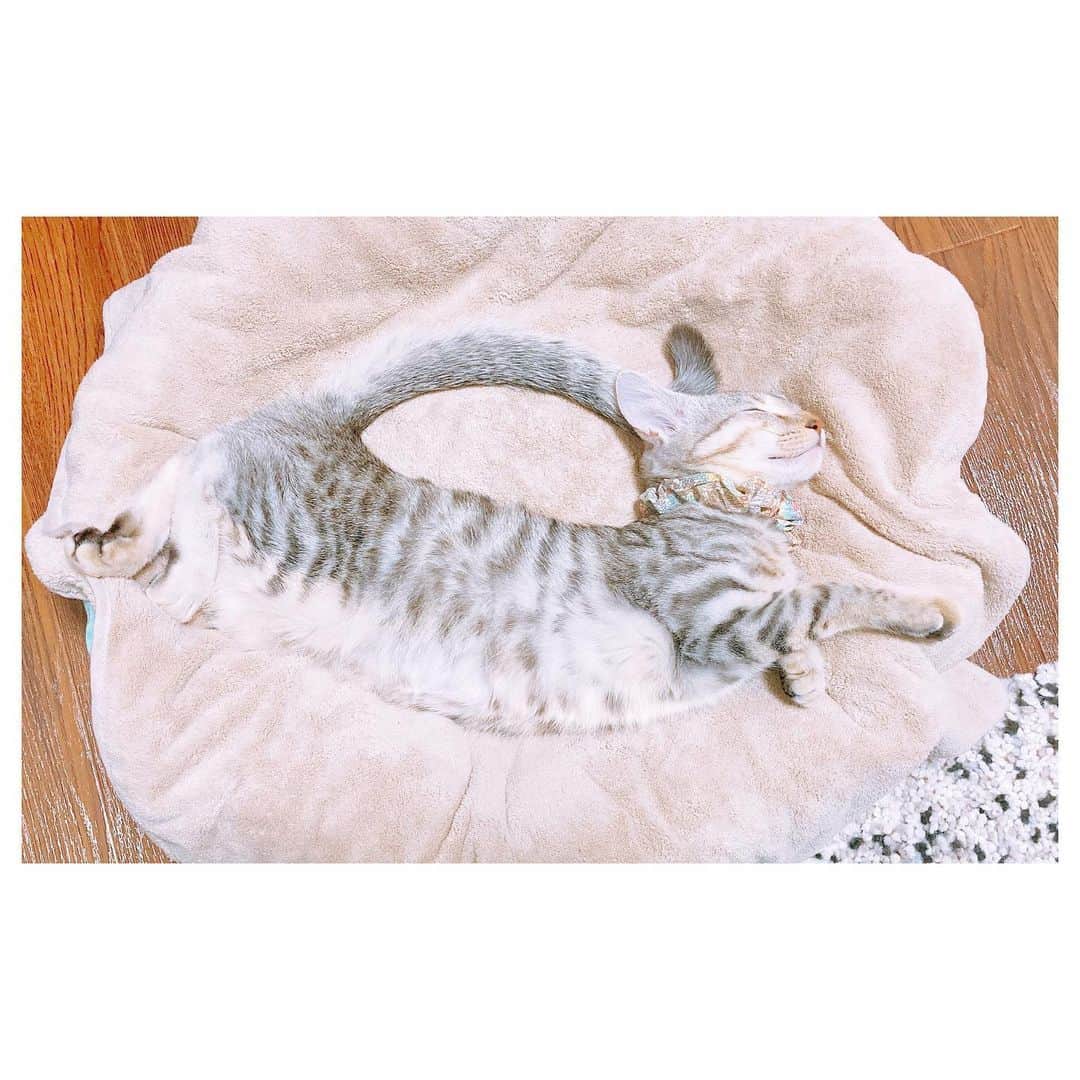 キタキマユさんのインスタグラム写真 - (キタキマユInstagram)「昨日のしずくさんは、とても気持ちよさそうに寝ながら、空を飛んでいました🌈💖（笑）  しばらくしてからふと見てみると、今度は空で、必殺技を繰り広げていました😂💕  しゅわーーーっち🌈✨✨✨（笑）  しずく、かっこいいぞ〜😂💖（笑）  #しずく #保護猫 #拝啓ねこ様  #空を飛んでます  #からの必殺技  #しゅわっち 🌈✨✨✨ #私はこの体のカーブを必殺虹の架け橋と呼んでおります 😂💕 #しっぽと頭がくっついてハンドバッグみたいになってる👜✨ #やっと体重2キロ  #catstagram  #catlife  #kitakimayu #キタキマユ」11月20日 23時32分 - kitakimayu_official