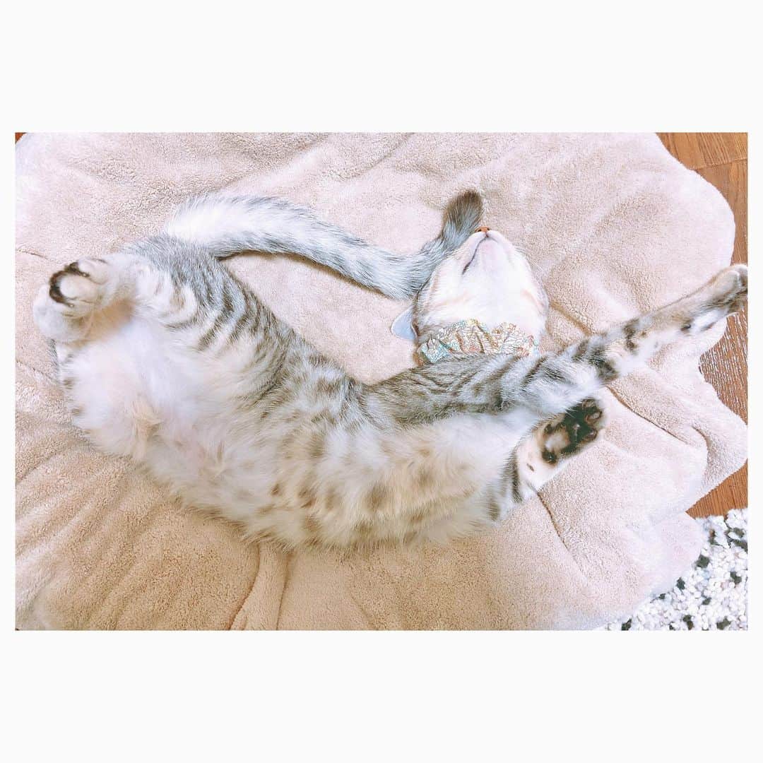 キタキマユさんのインスタグラム写真 - (キタキマユInstagram)「昨日のしずくさんは、とても気持ちよさそうに寝ながら、空を飛んでいました🌈💖（笑）  しばらくしてからふと見てみると、今度は空で、必殺技を繰り広げていました😂💕  しゅわーーーっち🌈✨✨✨（笑）  しずく、かっこいいぞ〜😂💖（笑）  #しずく #保護猫 #拝啓ねこ様  #空を飛んでます  #からの必殺技  #しゅわっち 🌈✨✨✨ #私はこの体のカーブを必殺虹の架け橋と呼んでおります 😂💕 #しっぽと頭がくっついてハンドバッグみたいになってる👜✨ #やっと体重2キロ  #catstagram  #catlife  #kitakimayu #キタキマユ」11月20日 23時32分 - kitakimayu_official
