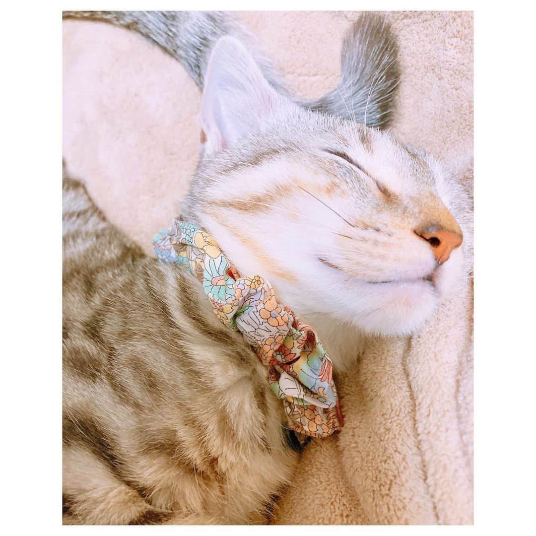 キタキマユさんのインスタグラム写真 - (キタキマユInstagram)「昨日のしずくさんは、とても気持ちよさそうに寝ながら、空を飛んでいました🌈💖（笑）  しばらくしてからふと見てみると、今度は空で、必殺技を繰り広げていました😂💕  しゅわーーーっち🌈✨✨✨（笑）  しずく、かっこいいぞ〜😂💖（笑）  #しずく #保護猫 #拝啓ねこ様  #空を飛んでます  #からの必殺技  #しゅわっち 🌈✨✨✨ #私はこの体のカーブを必殺虹の架け橋と呼んでおります 😂💕 #しっぽと頭がくっついてハンドバッグみたいになってる👜✨ #やっと体重2キロ  #catstagram  #catlife  #kitakimayu #キタキマユ」11月20日 23時32分 - kitakimayu_official