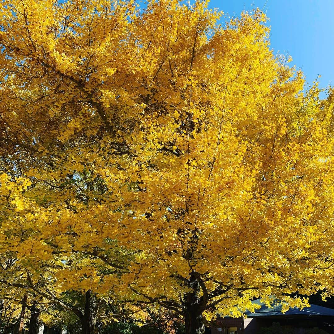 別府ともひこさんのインスタグラム写真 - (別府ともひこInstagram)「キレイ🤗🤗  #昭和記念公園」11月20日 23時43分 - bepputomohiko