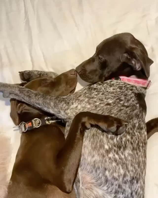 DogsOf Instagramのインスタグラム：「“Best friends forever 👫” writes @milo.and.annie」