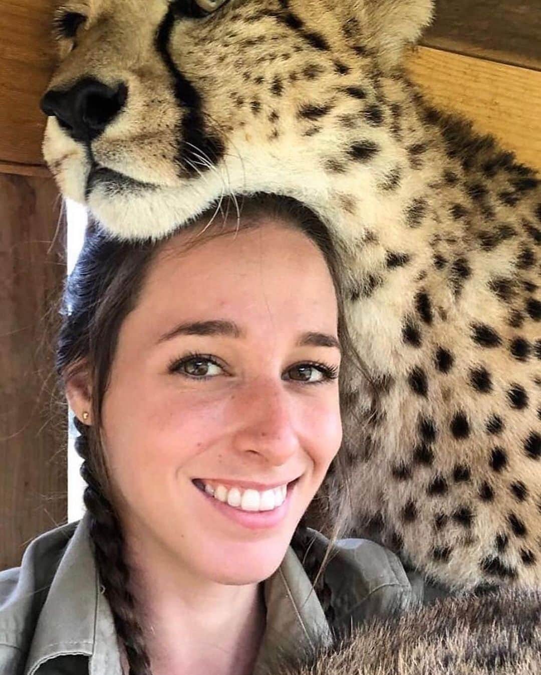 animalsさんのインスタグラム写真 - (animalsInstagram)「Cheetah kisses 💛 TAG someone who needs to see this beautiful relationship 🐆  Courtesy of: @wildcatcentre」11月20日 23時52分 - babyanmlpics